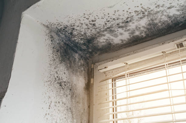 Affordable Bathroom Mold Removal solutions in Rockwood, MI